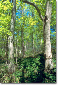 photo of tall trees in Mesic deciduous forest
