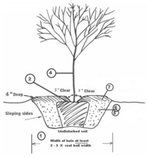 Illustration of How to Plant a Tree