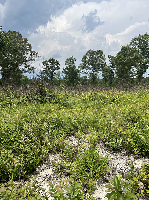 Sandy soil habitat