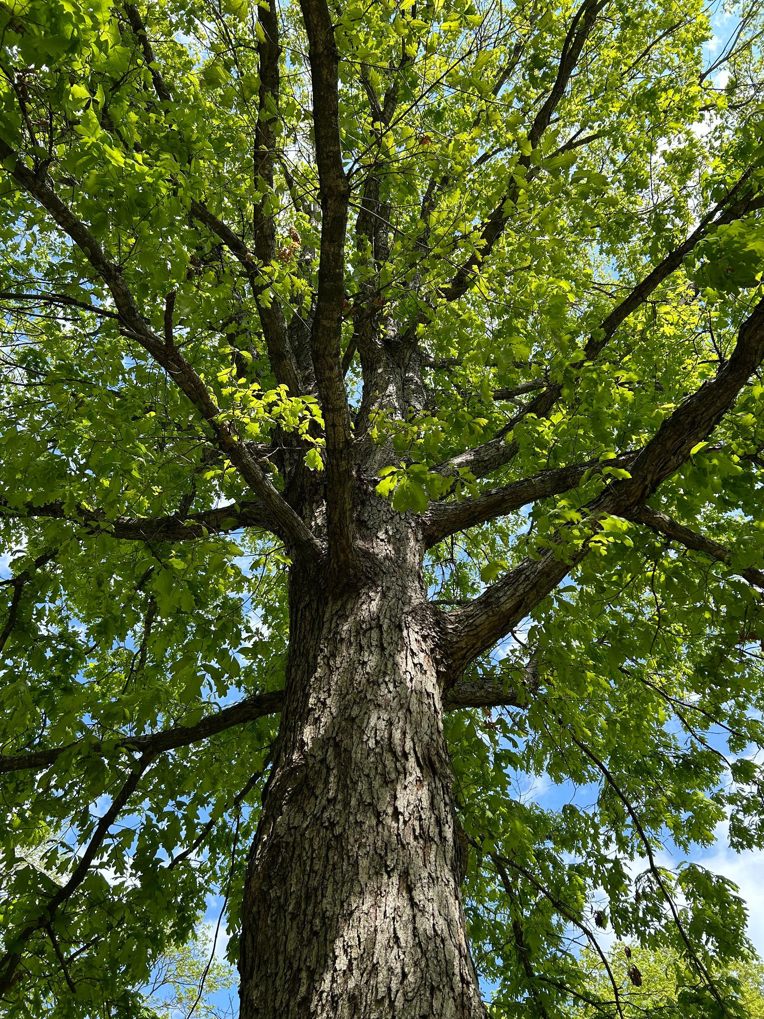 White Oak Tree in the Tawes Garden. Photo by Rachael Pacella.
