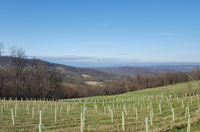 Field planting with trees in western Maryland