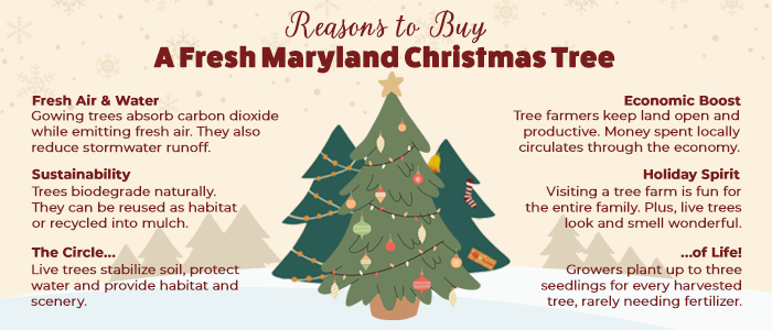 Reasons to buy a Maryland Christmas tree