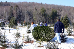 Family getting their tree