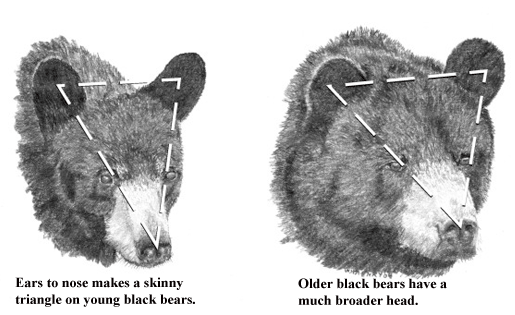 Diagram of young bear head vs older bear head