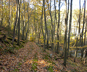 slope with trees and leaves