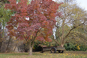 A wagon sitting in a filed by tree in the fall.