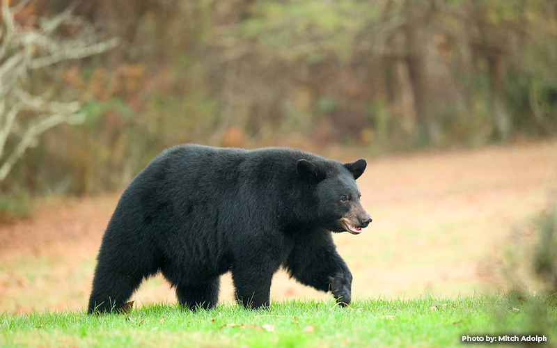 Natural Resources Police Issue Citations in 2025 Black Bear Hunt