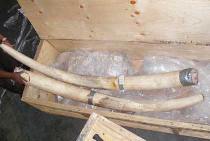 Ivory tusks in a wooden box