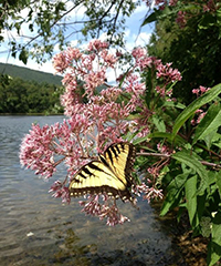 Photo of butterfly on Joe Pye Weed with Lake Habeeb in the background