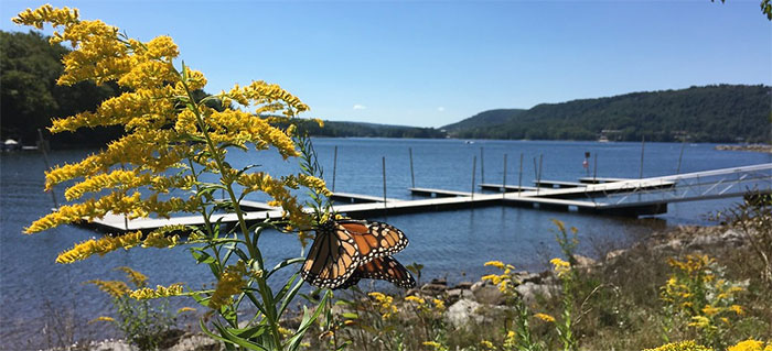Monarch butterfly by the lake