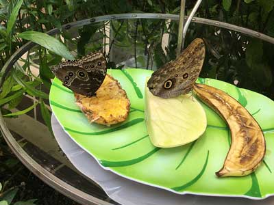 butterflies eating fruit in a garden