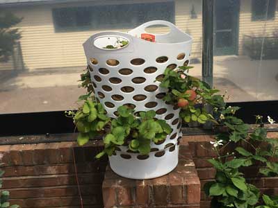 sign in front of a laundry basket converted into a strawberry garden