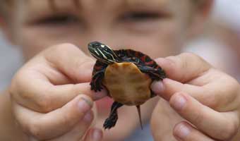 Boy holding a turtle