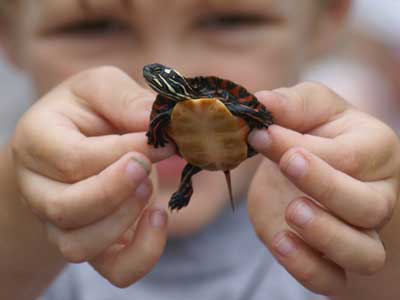 Boy with turtle