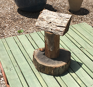 Tree Stumps for Loose Parts at Tree of Life Nature Preschool