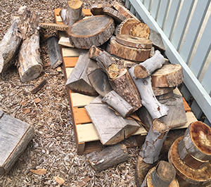 Tree Stumps for Loose Parts at Tree of Life Nature Preschool