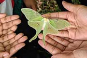 Kids learning about a luna moth
