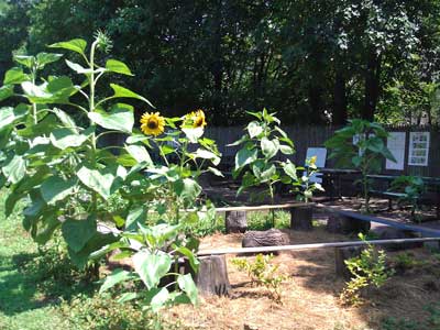 Sunflowers, outdoor classroom