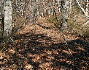 Pathay into Woodland
