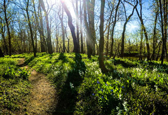 Spring sunshine, trail flowers and trees