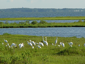 Birds on Assateague Island