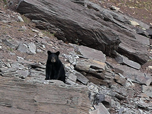 Black Bear at Savage River Reservoir