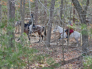 Equestrian trail riders in Cederville State Forest