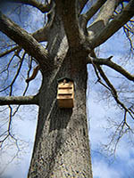 Create You Own State Park- Owl Nest Box