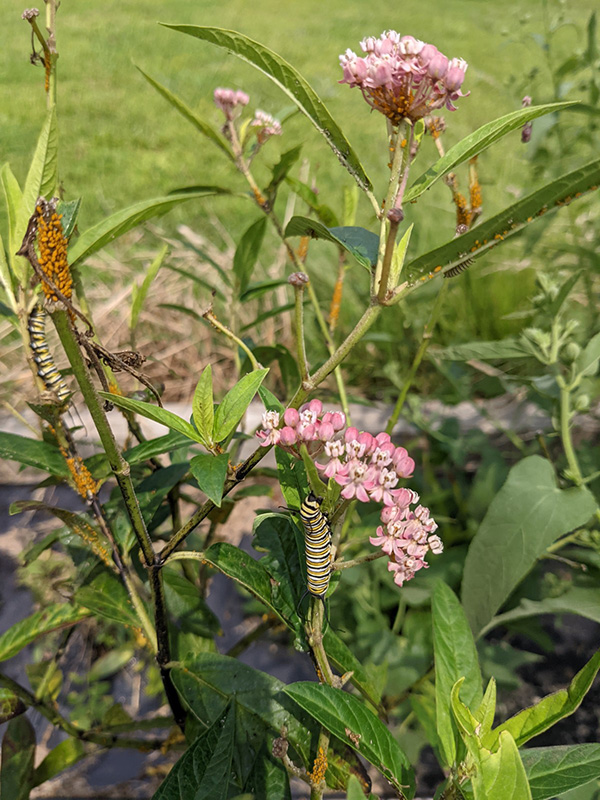 Restored Habitat example featuring flower