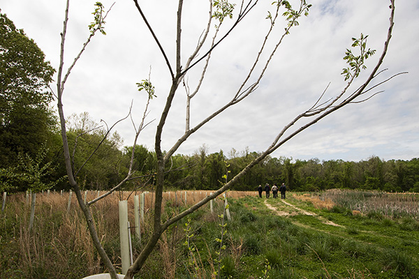 Restored Habitat example featuring tree