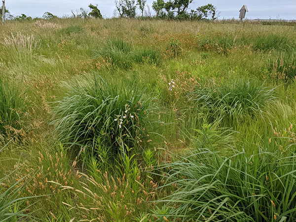 Restored Habitat example featuring plant