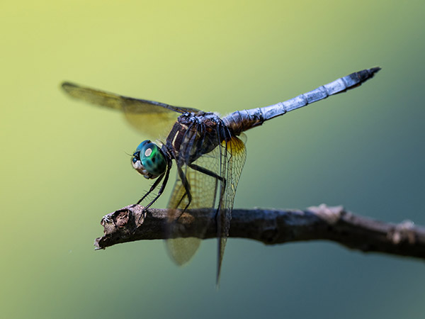 Blue Dasher Photo by Scott Marder