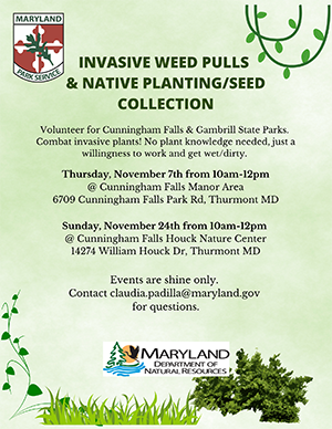 Invasive weed Pulls