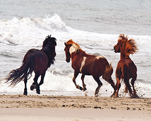 Last One In, photo of Assateague Ponies by Steve Aprile