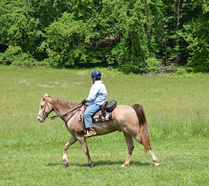 Horseback riding in the McKeldin Area