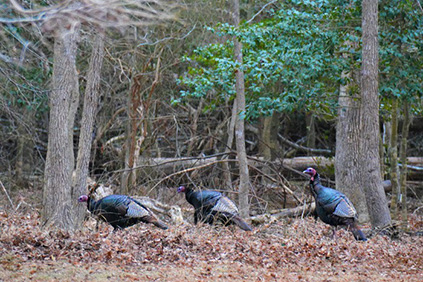 turkeys