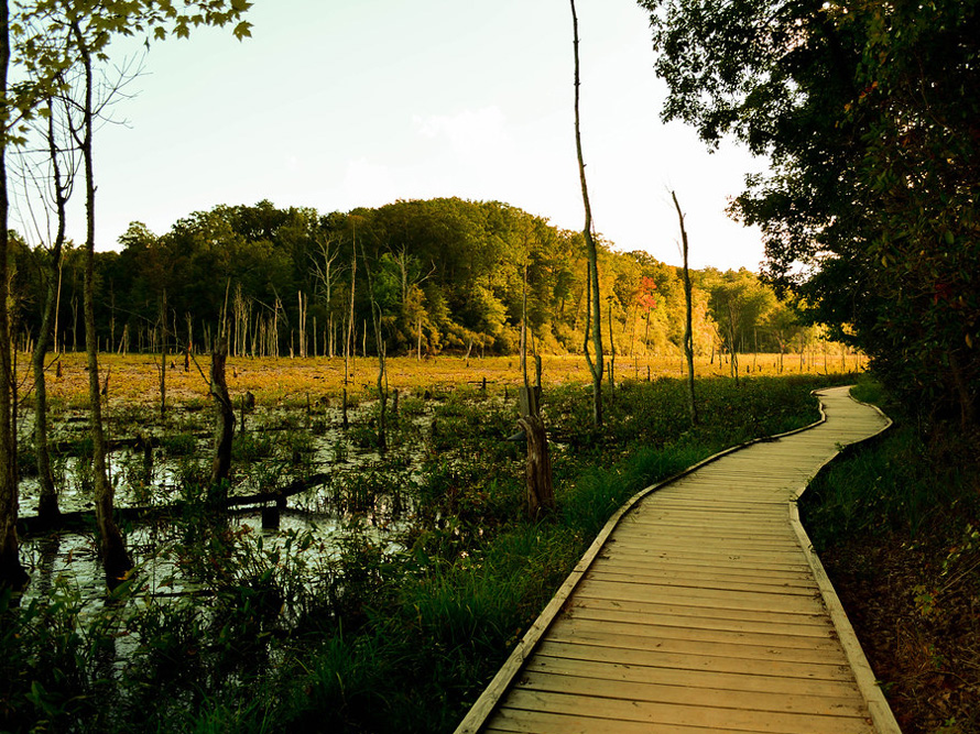 Winding elevated wooden path through the lush marsh of the park