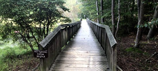Wooden bridge trail over a lush green marsh