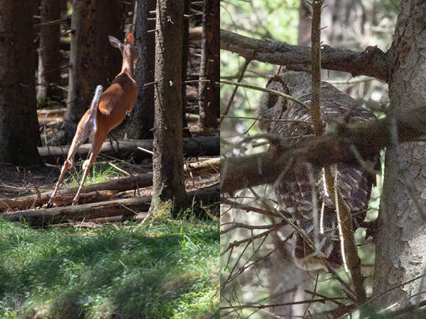 White-tailed deer jumping into the woods and an owl perched on a branch in the forest