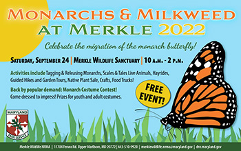 Monarchs and Milkweed Event at Merkle, call 443-510-9920 for more information