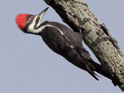 woodpecker