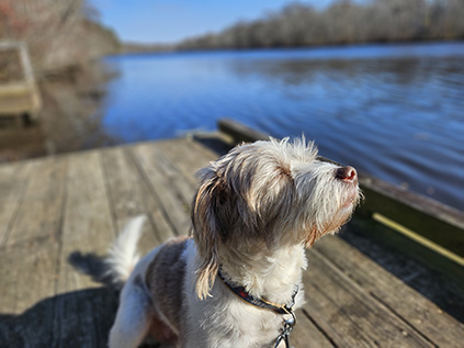 dog in the sun