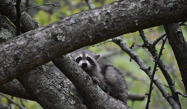 raccoon in trees