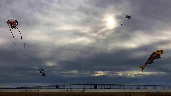 Kites flying on the beach over the bay
