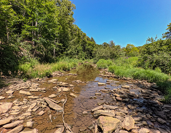Savage river winding through a lush green forest