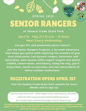 links to pdf version of Senior Rangers flyer