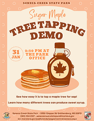links to pdf version of Maple syrup tapping Flyer