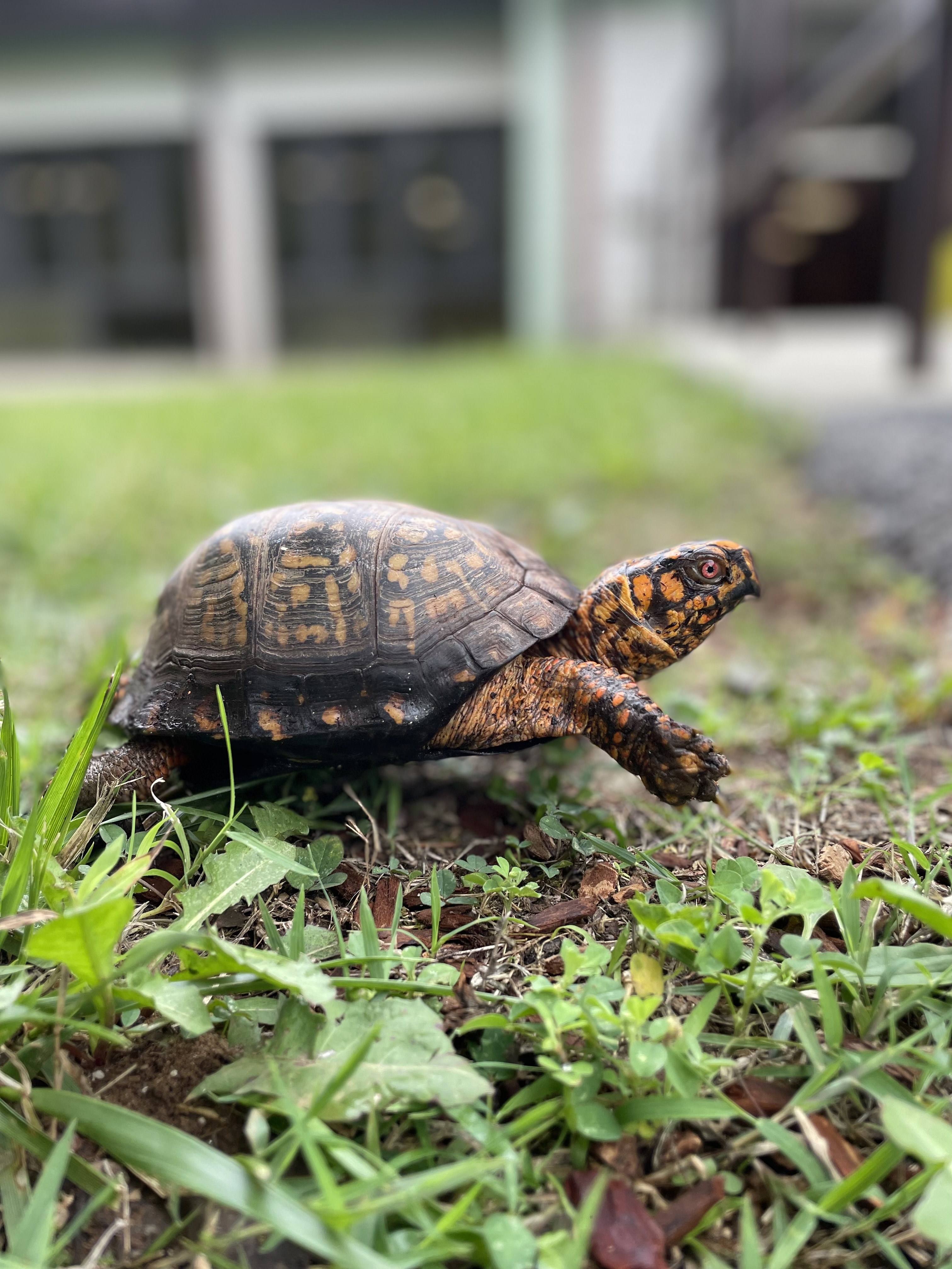 A male box turtle walking amongst the grass with one foot outstretched.