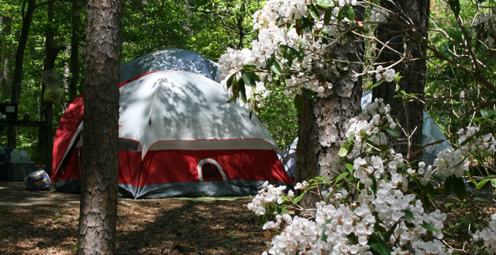 Tent in the woods surrounded by flowing trees