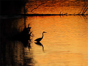 Blue Heron at sunset
